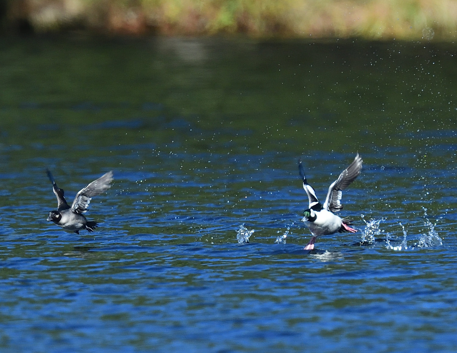 An approaching boat has caused the trio to take off. The male on the right is running on water, pushing himself forward as his wings also create a forward thrust and lift. The female to the left is already flying; you can see her “footprints” a few feet behind her, just to the left and behind the male.